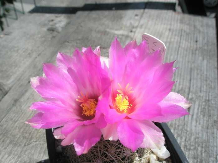 bicolor v. flavidispinus SB 421 - flori - Thelocactus 2012