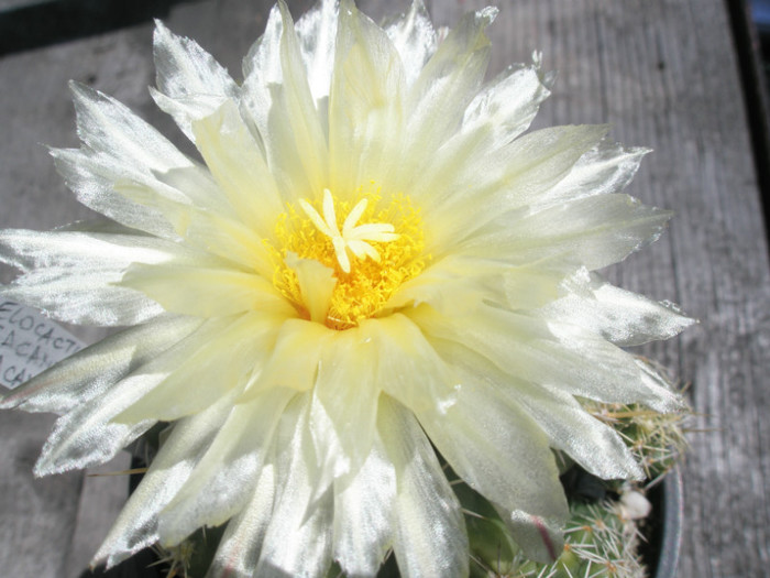 v. leucacanthus - floare