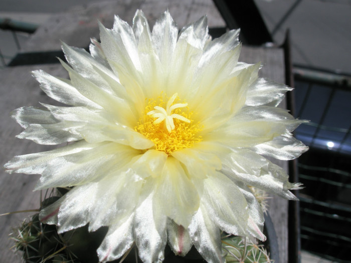 floare 2 - Thelocactus 2012