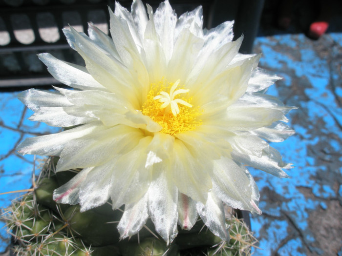 floare 3 - Thelocactus 2012