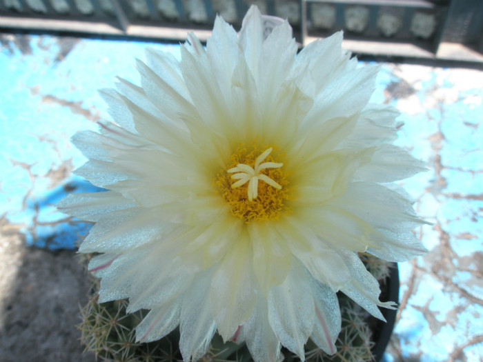 floare la umbra - Thelocactus 2012