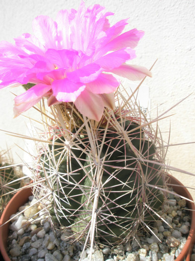 bicolor - 21.06 - Thelocactus 2012