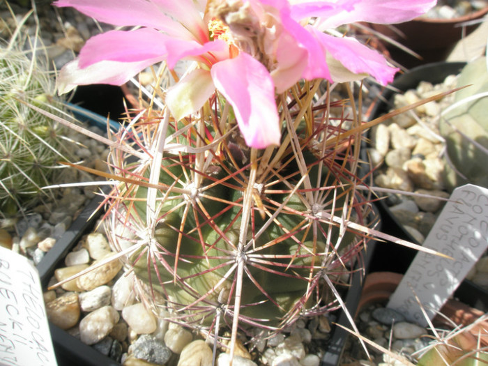 bicolor v. texensis - 21.06