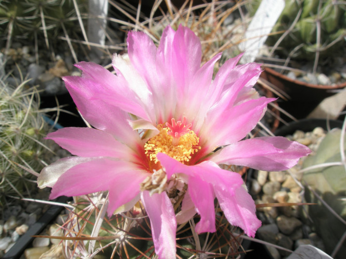 bicolor v. texensis - floare - Thelocactus 2012