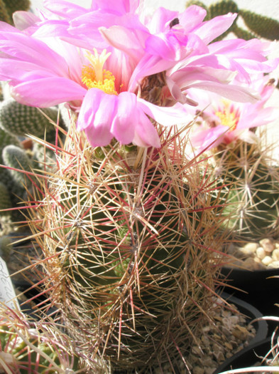 bicolor v. tricolor - 21.06 - Thelocactus 2012