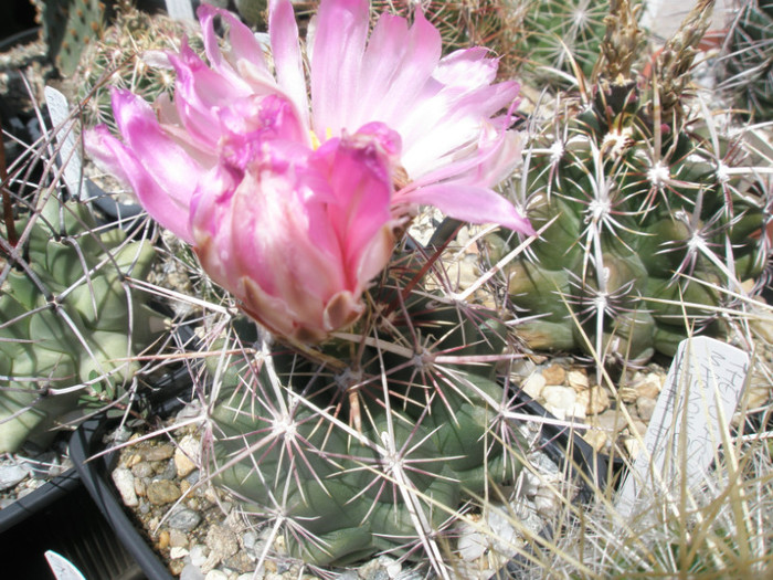 bicolor FH64 Cerritos - 03.07