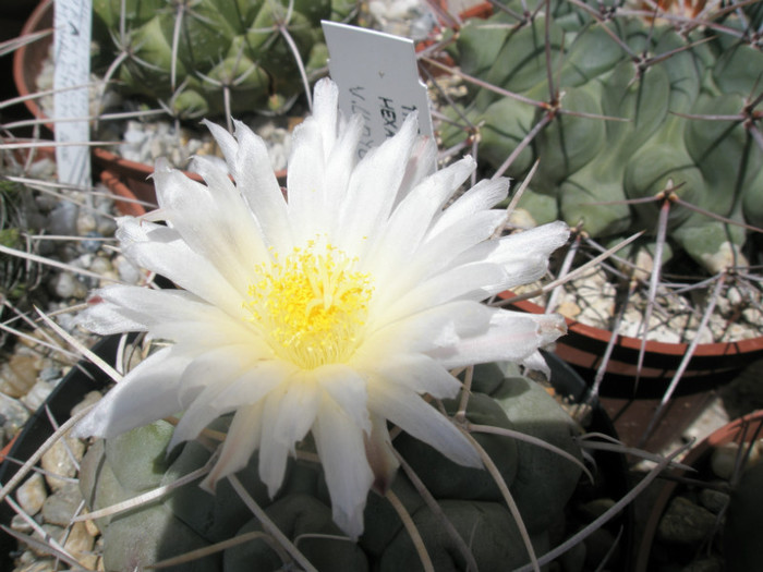 hexadrophorus v. lloydii - floare