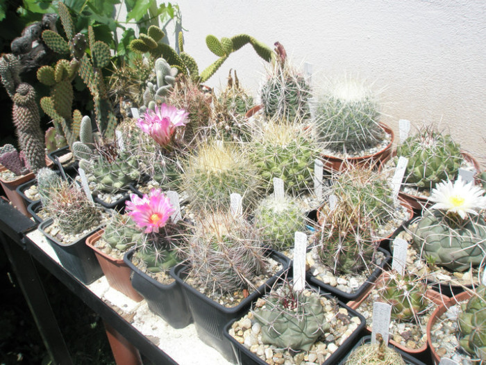 Thelocactusii - Thelocactus 2012