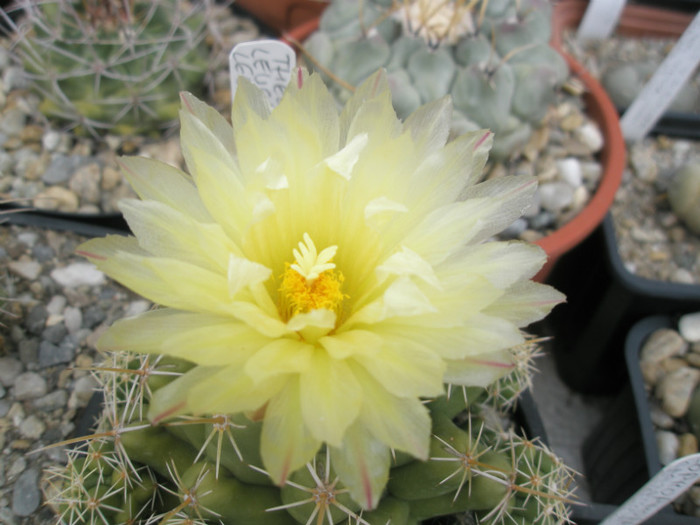 leucacanthus v. leucacanthus - floare - Thelocactus 2012