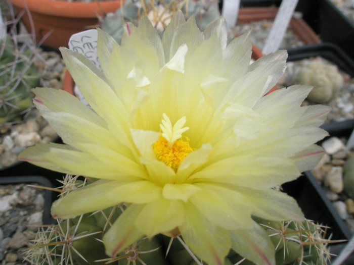 leucacanthus v. leucacanthus - floare 2