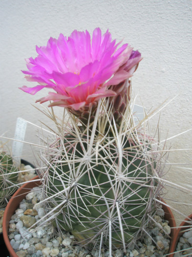 bicolor (Ideea) - 19.08