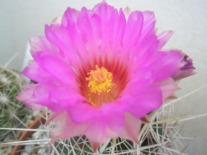 bicolor (Ideea) - floare