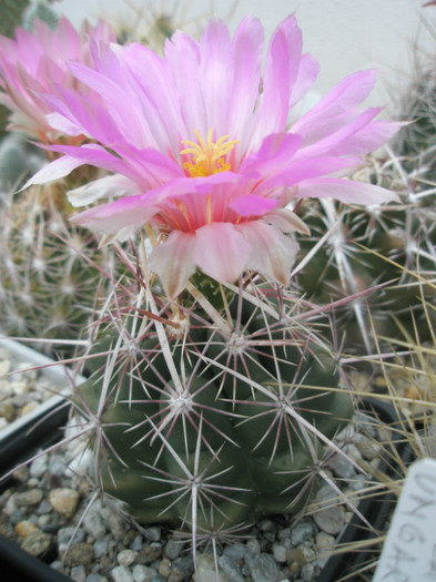 bicolor SB 278 (Kqui) - 19.08 - Thelocactus 2012