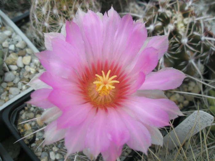 bicolor SB 278 (Kqui) -  floare - Thelocactus 2012