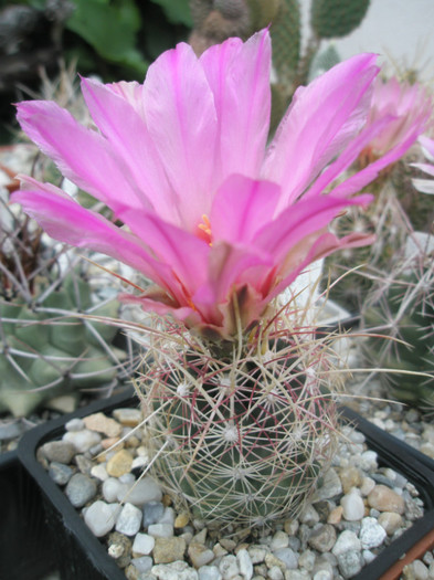 bicolor v. bolansis SB 567 Brewster Co, Tx - 19.08 - Thelocactus 2012