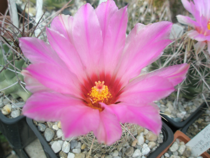 bicolor v. bolansis SB 567 Brewster Co, Tx - floare