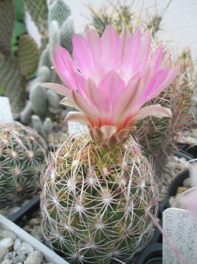 bicolor v. schwartzii - 19.08