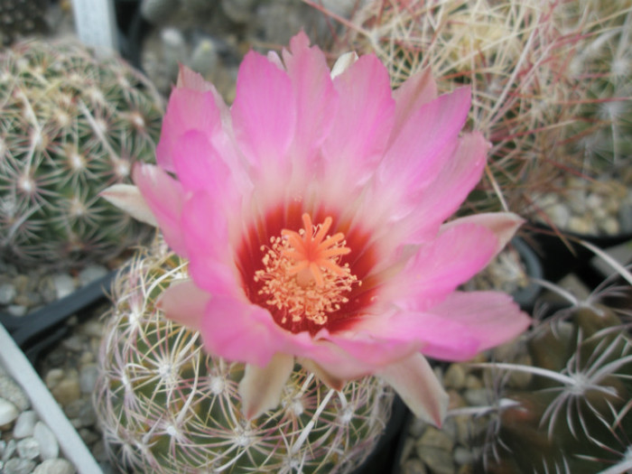 bicolor v. schwartzii - floare