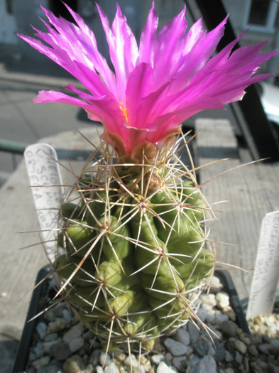 leucacanthius v. schmolii (Ortega) - 06.09