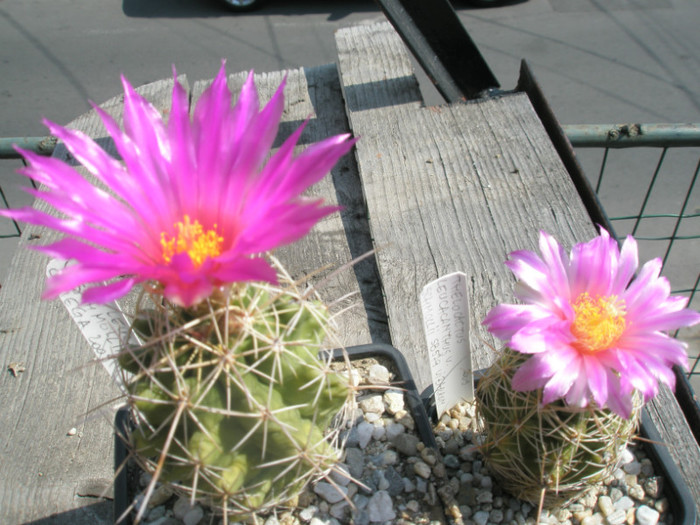 leucacanthus v. schmolii (Ortega si Kqui)- 06.09 - Thelocactus 2012