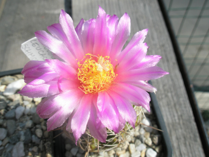 v. schmolii SB 579 Vizarron - floare - Thelocactus 2012