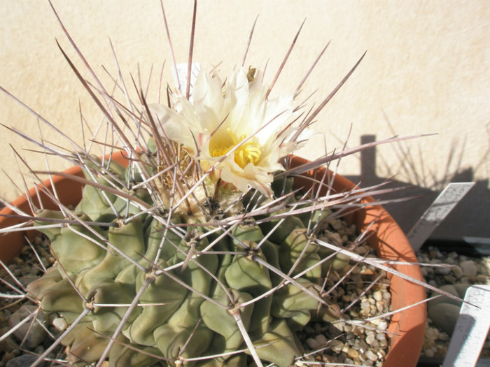 rinconenesis - 05.09 - Thelocactus 2012