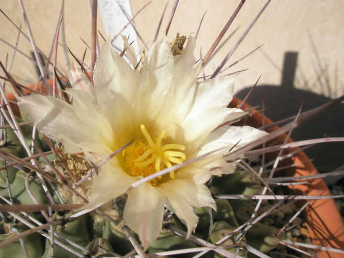 rinconenesis - floare - Thelocactus 2012