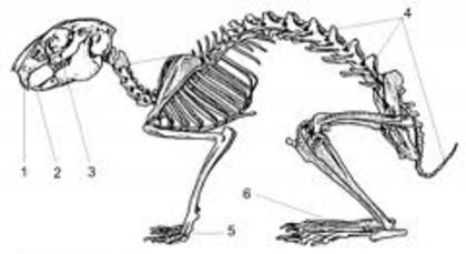 desc%u0103rcare (4) - G-Anatomie iepure