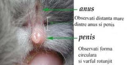 images (8) - G-Anatomie iepure