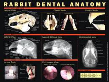 images (10) - G-Anatomie iepure