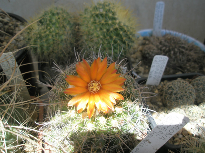 mairanana - floare - Parodia