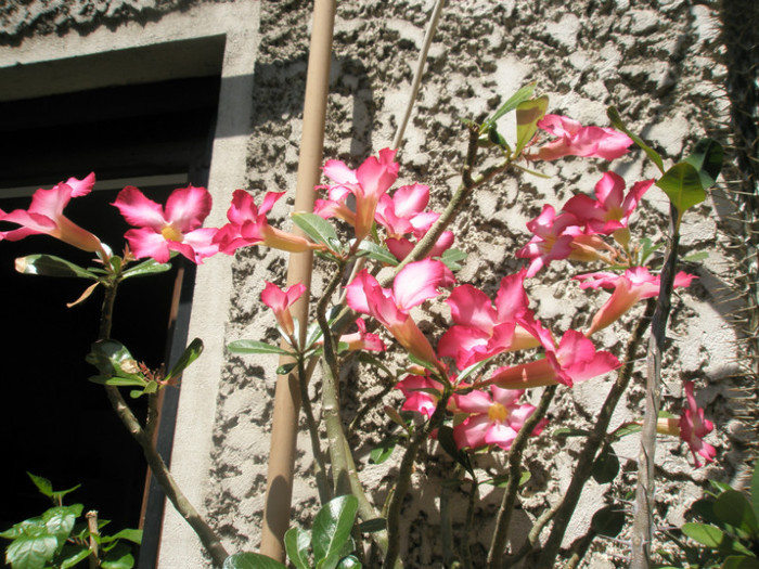 Adenium - 06.07.2012