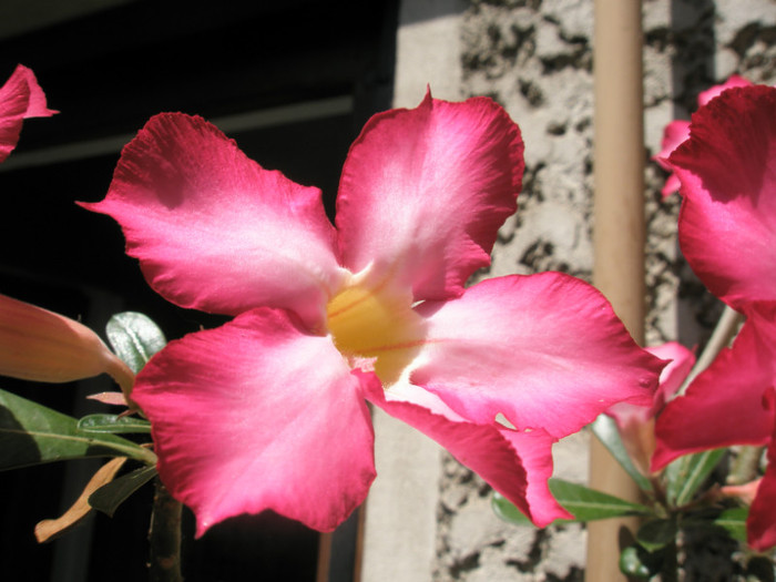 floare 1 - Adenium 2012