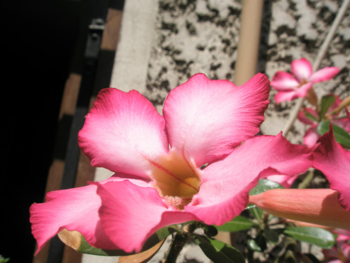 floare 3 - Adenium 2012