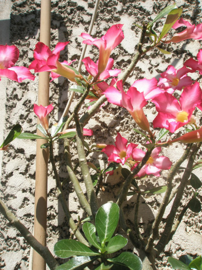 Adenium - flori - Adenium 2012