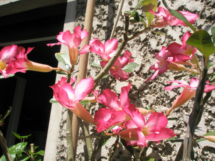 Adenium - flori 2 - Adenium 2012