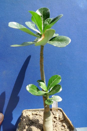 Super Moon Light Fairy (George) - 09.08 - Adenium 2012