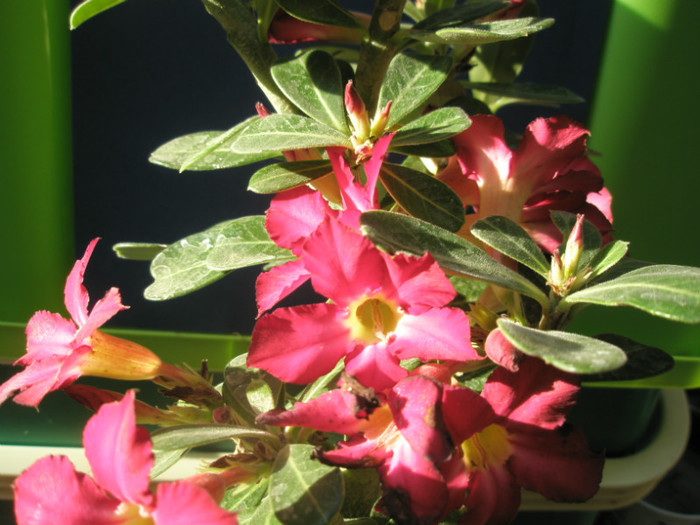 Adenium - flori - Adenium 2012