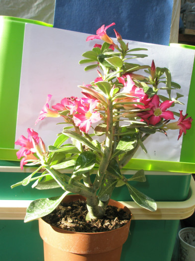 Adenium proaspat achizitionat - Adenium 2012