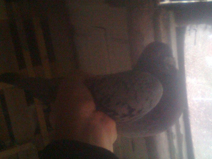 Img0280 - 7 -Porumbeii mei