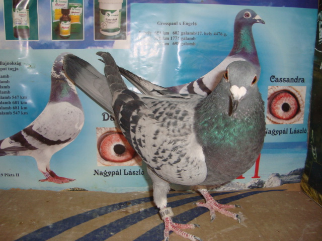 DAN VASILE DEJ MARATON pui din septembrie