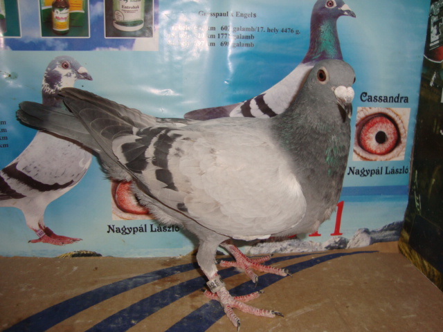 PUI MARIUS BANC pui decembrie