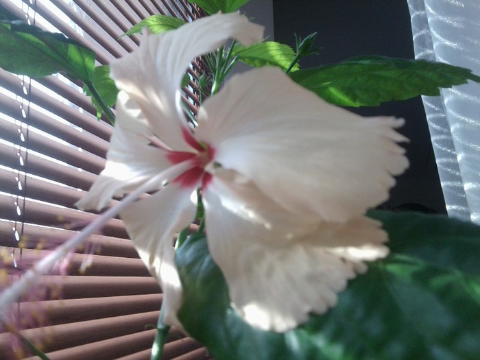Fotografie0178 - hibiscusi 2o12