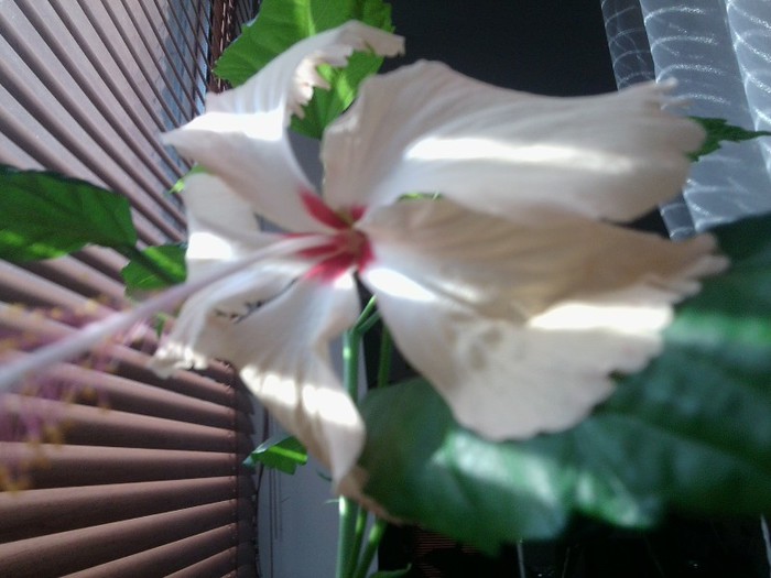 dimineata - hibiscusi 2o12
