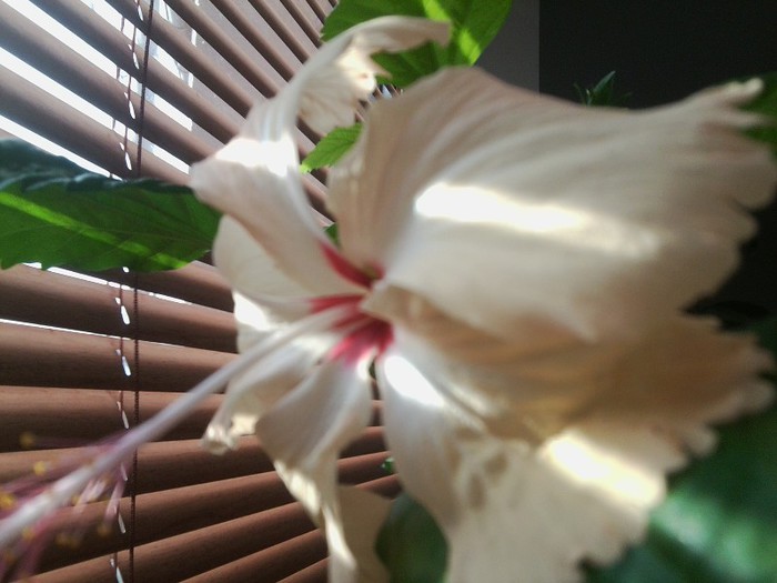 soare - hibiscusi 2o12
