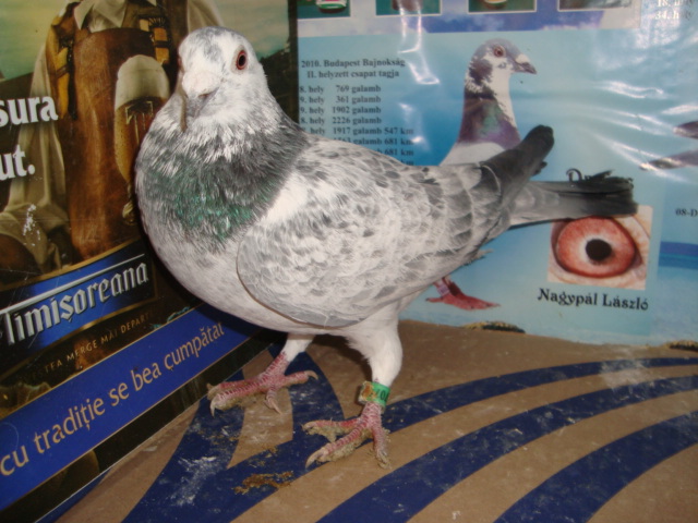 M 2012 RO  vandut
