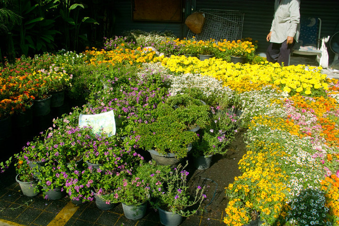 SDIM7104 - Thailand - Chatuchak - plants 2012