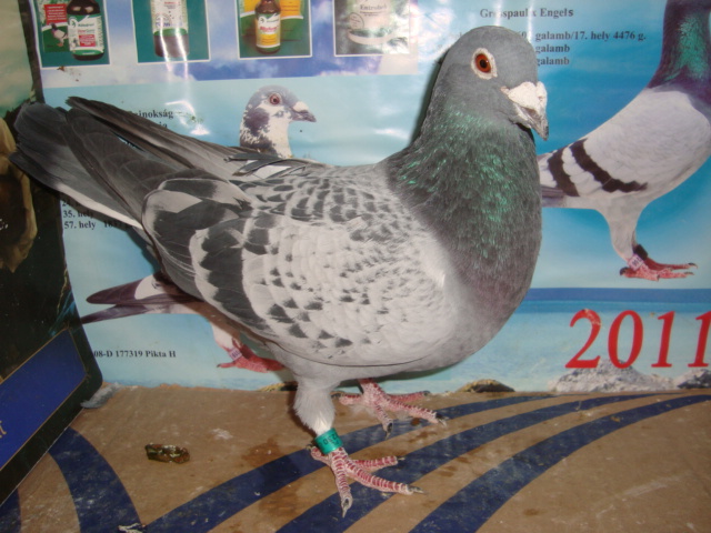 M 2006 PL 100 ron VINDUT
