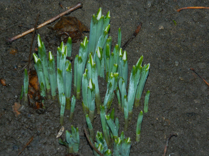 DSCN3809 - DECEMBRIE 2012