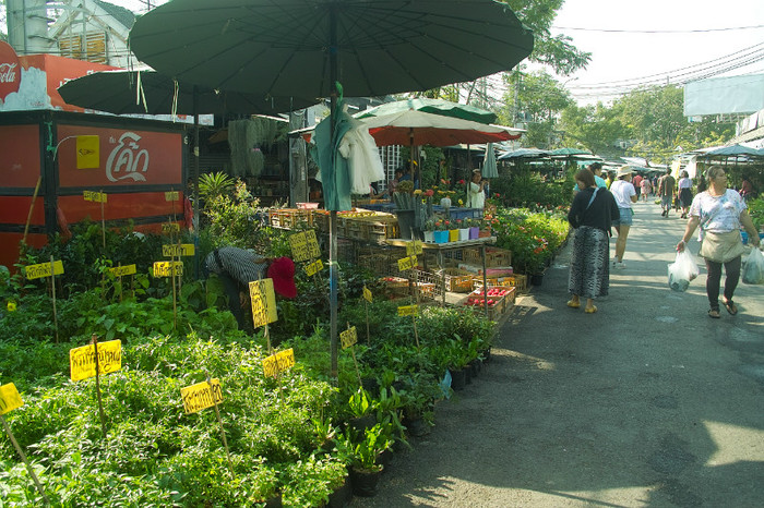 SDIM7124 - Thailand - Chatuchak - plants 2012